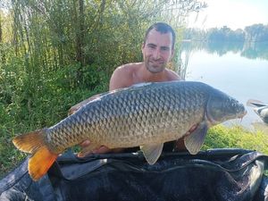 Common Carp