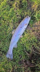 Rainbow Trout