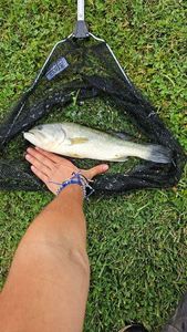 Largemouth Bass