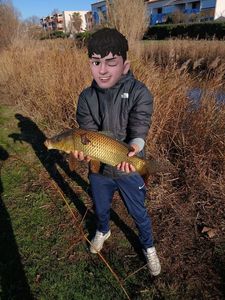 Common Carp