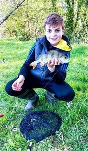European Perch