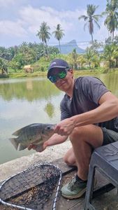 Tilapia