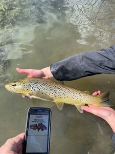 Brown Trout