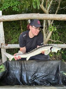 Sturgeon