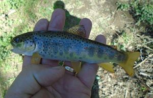 Brown Trout, gefangen von Michaël KASZ♰ELANIC