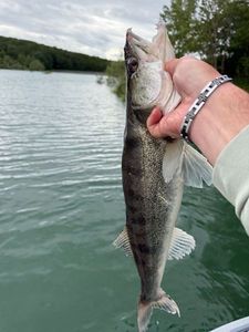 Zander
