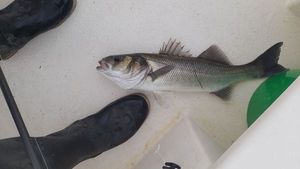 European Bass (Seabass)