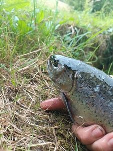 Rainbow Trout