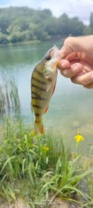 Yellow Perch