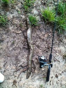 European Eel (Common Eel)