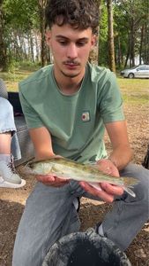 Zander