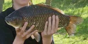 Common Carp
