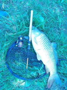 Common Carp