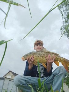 Common Carp
