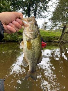 Largemouth Bass