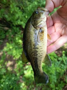 Largemouth Bass