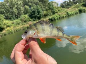 European Perch