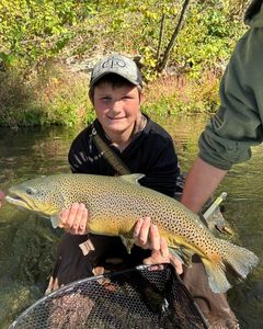 Brown Trout