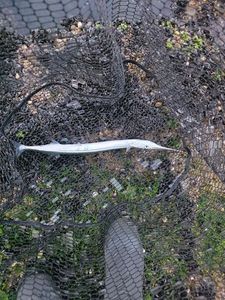 Garfish