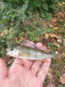 European Perch