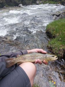 Brown Trout