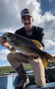 Smallmouth Bass