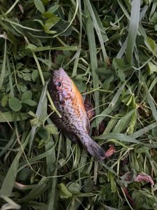 Green Sunfish