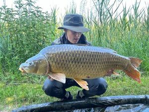 Common Carp