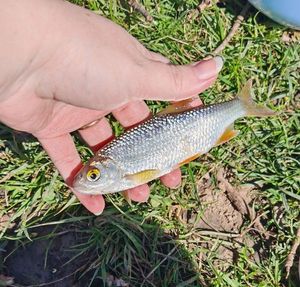 Roach