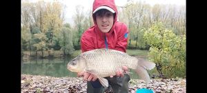 Crucian Carp
