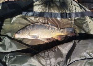 Mirror Carp