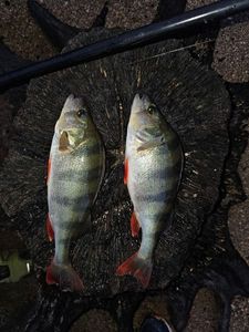 Yellow Perch