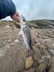 European Bass (Seabass)