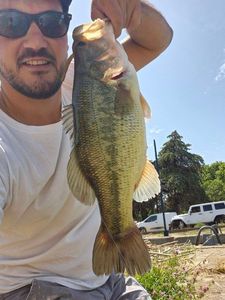 Largemouth Bass