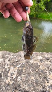 Giant Goby