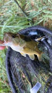 Largemouth Bass