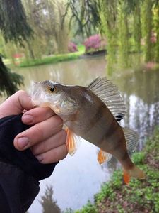 European Perch