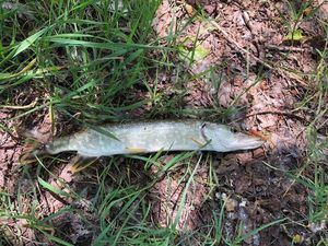 Northern Pike