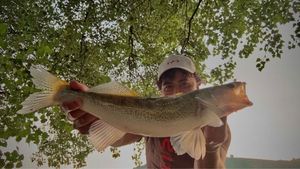 Zander