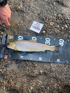 Brown Trout