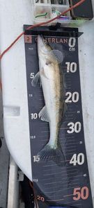 Zander