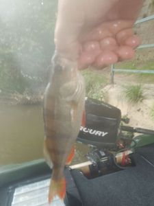 European Perch