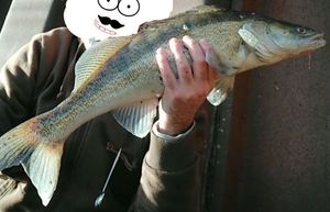 Zander