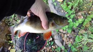 European Perch