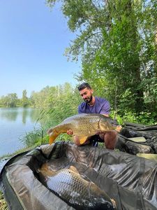Common Carp