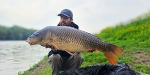 Common Carp