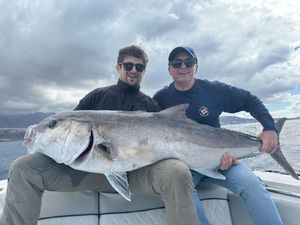 Greater Amberjack