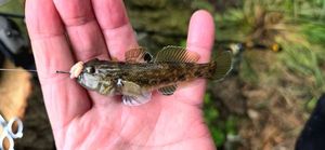 Round Goby