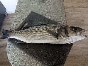 European Bass (Seabass)
