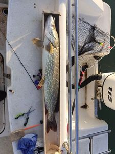 Northern Pike
